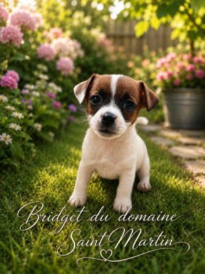 Les chiots de Jack Russell Terrier