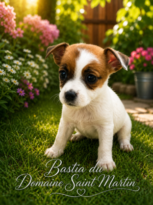 Les chiots de Jack Russell Terrier
