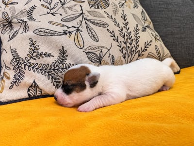 Bandit - Jack Russell Terrier