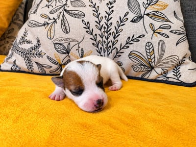 Bidule - Jack Russell Terrier
