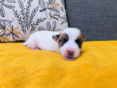 Billy - Jack Russell Terrier