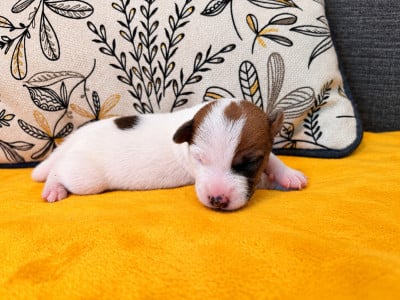 Jack Russell Terrier