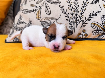 Baltic - Jack Russell Terrier