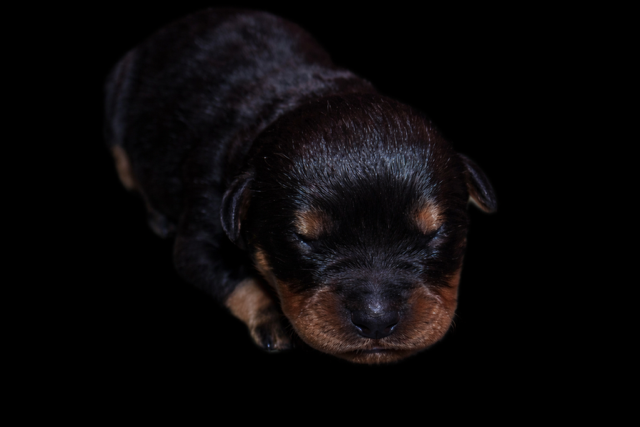 Rottweiler - Du domaine saint martin