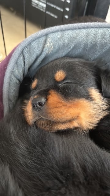 Rottweiler - Du domaine saint martin