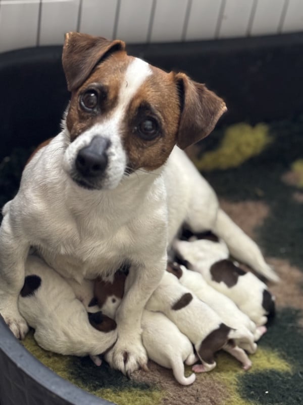 Jack Russell Terrier - Du domaine saint martin