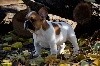 - *****Notre Bébé cliquer sur le lien , pédigrée avec photos*****