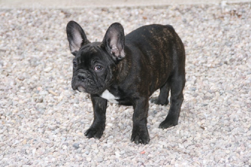 Publication : du begawan solo Auteur : Eric Rousselet