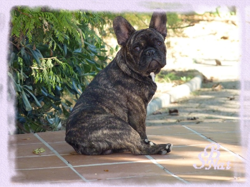 Publication : du begawan solo Auteur : Eric Rousselet