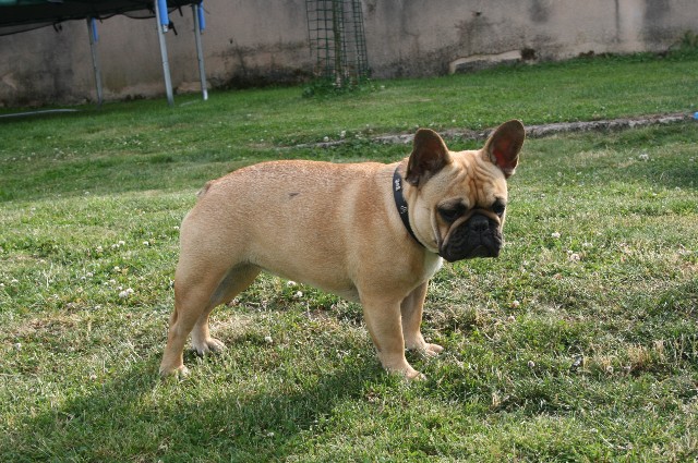 Publication : du begawan solo Auteur : Eric Rousselet