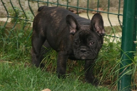 Publication : du begawan solo Auteur : Eric Rousselet