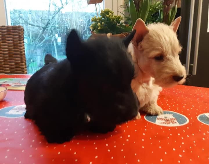 Chiot N°3 - Scottish Terrier