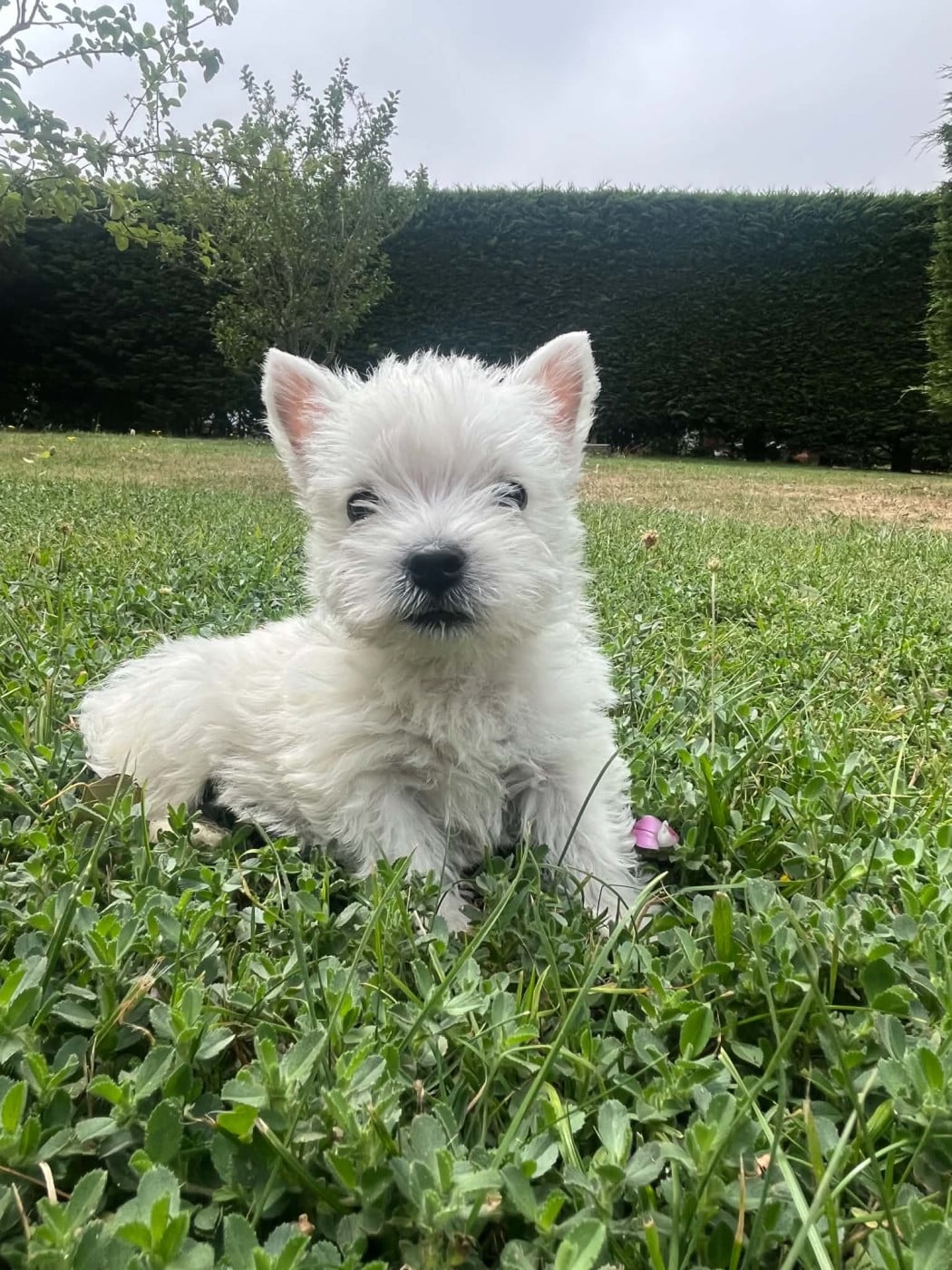 1male - West Highland White Terrier