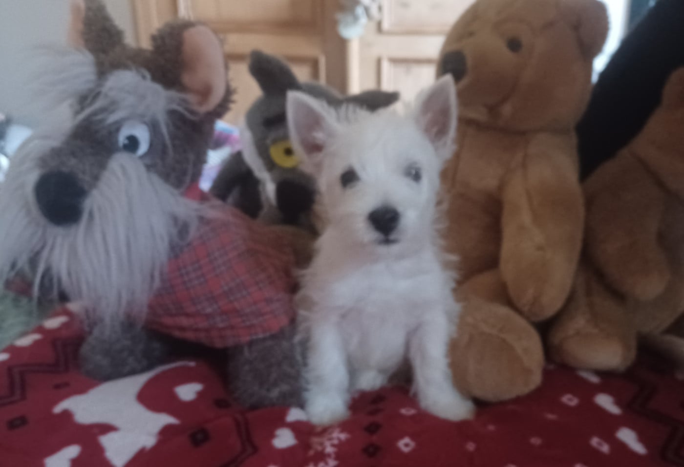 Chiot N°1 - West Highland White Terrier