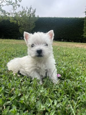 Les chiots de West Highland White Terrier