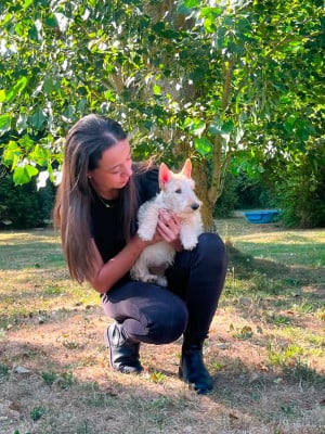 Les chiots de Scottish Terrier
