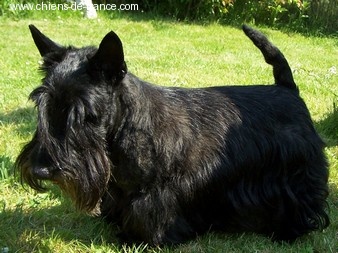 CH. Ulpia du Moulin de Mac Grégor - cac cacib bob