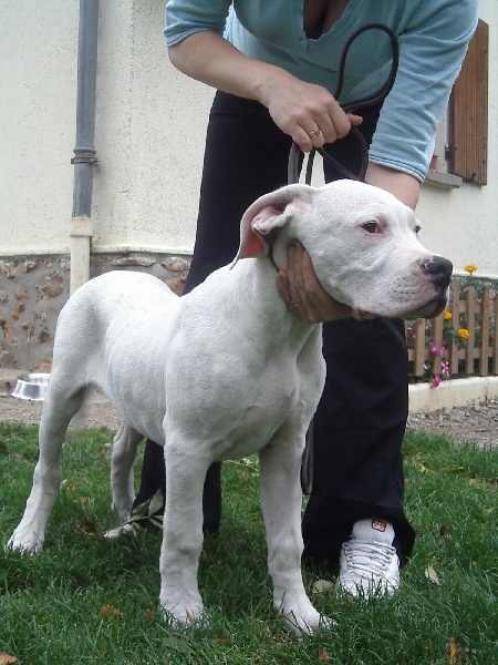 Diego De los felinos blancos