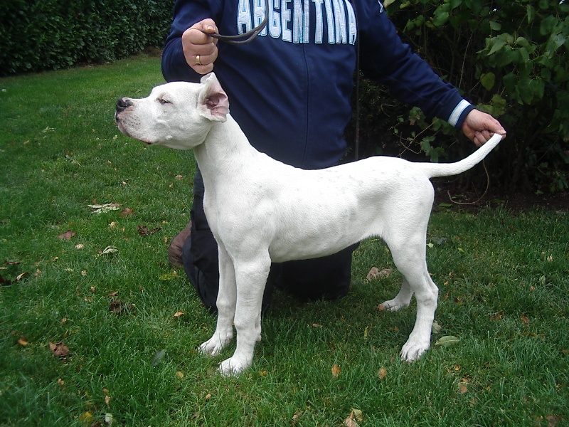 Diego De los felinos blancos