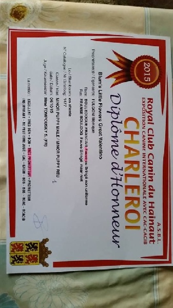 blum's little flowers Great valentino - Diplôme