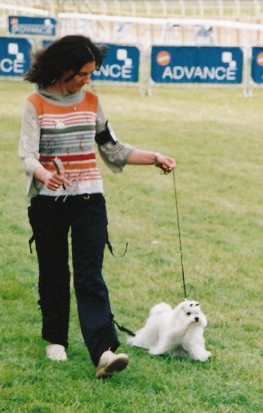 CH. Sisley pop de Pyhatunturi - 1er EXC- CACIB- Meilleur de race.