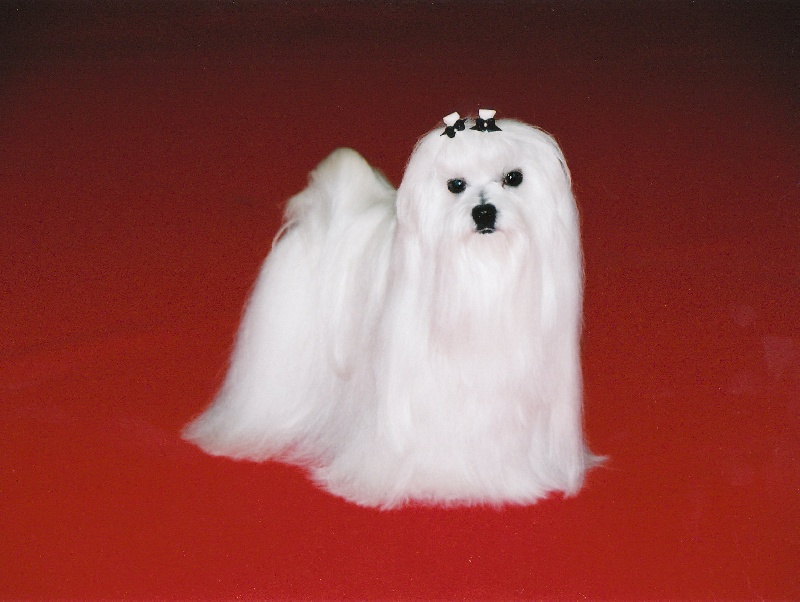 CH. Sisley pop de Pyhatunturi - 1er EXC- CACS- RCACIB.