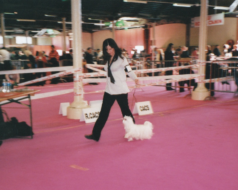 Vulpin De la clape d'armissan - 1er EXC- CACS- Meilleur de race.