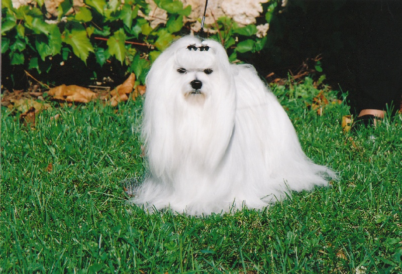 CH. Sisley pop de Pyhatunturi - 1er EXC- CACS.