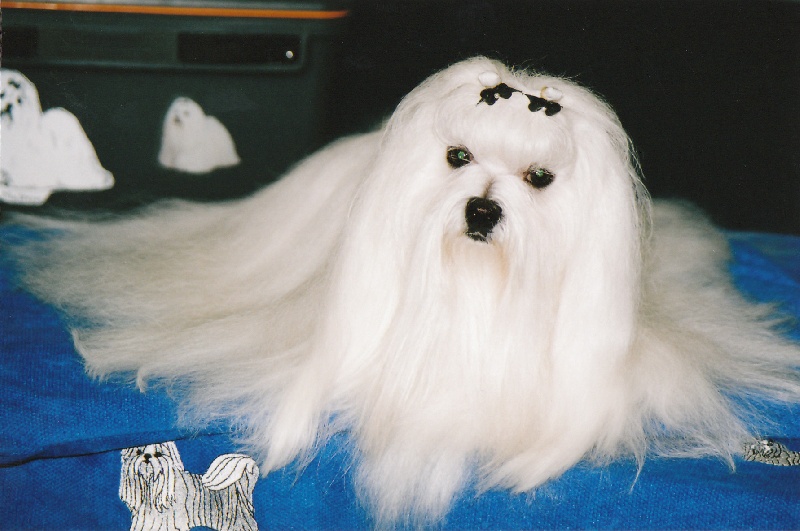 CH. Sisley pop de Pyhatunturi - 1er EXC- CACIB- Meilleur de race.