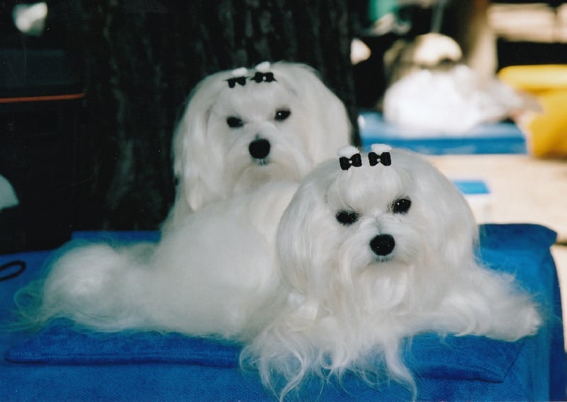 Vulpin De la clape d'armissan - 1er EXC- Meilleur Jeune.