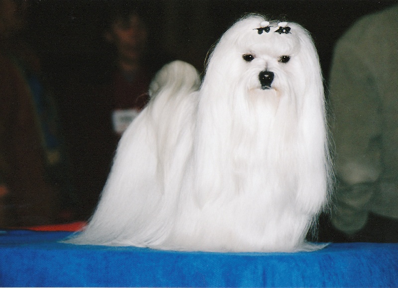 CH. Sisley pop de Pyhatunturi - 1er EXC- CACS- RCACIB.