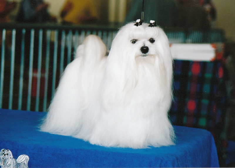 CH. Sisley pop de Pyhatunturi - 1er EXC- CACS- CACIB.