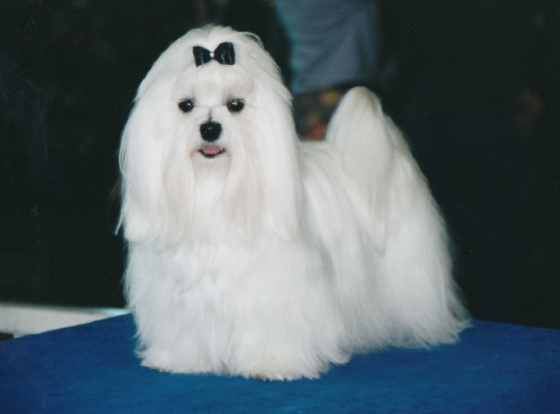 CH. Sisley pop de Pyhatunturi - 1er EXC- Meilleur Jeune.