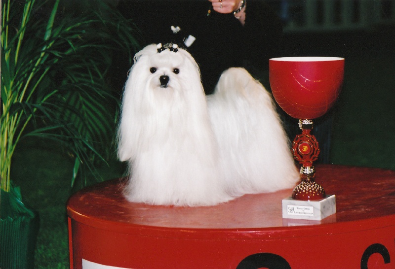 CH. Sisley pop de Pyhatunturi - 1er EXC- CACIB- Meilleur de race- 2ème du 9ème groupe.