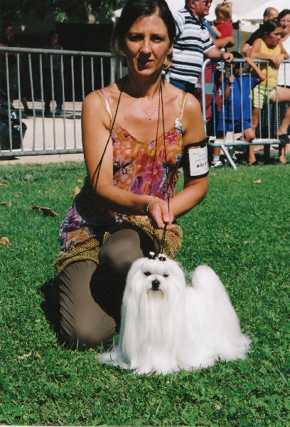 CH. Sisley pop de Pyhatunturi - 1er EXC- CACS- Meilleur de race- Meilleur du 9ème groupe.