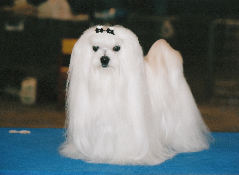 CH. Sisley pop de Pyhatunturi - 1er EXC- CACIB- Meilleur de race.