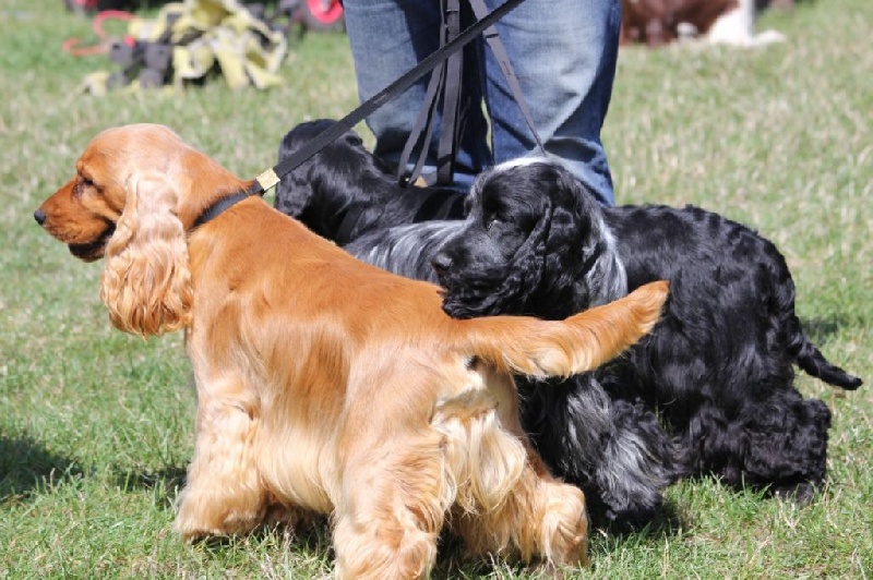Publication : de la légende des elfes Auteur : Laderriere Rachel