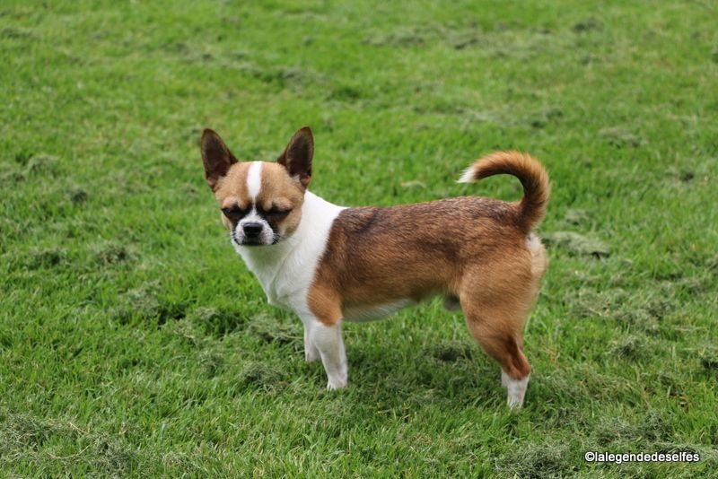 Publication : de la légende des elfes Auteur : Rachel