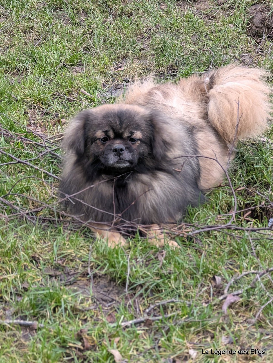 Ujiyari de la légende des elfes