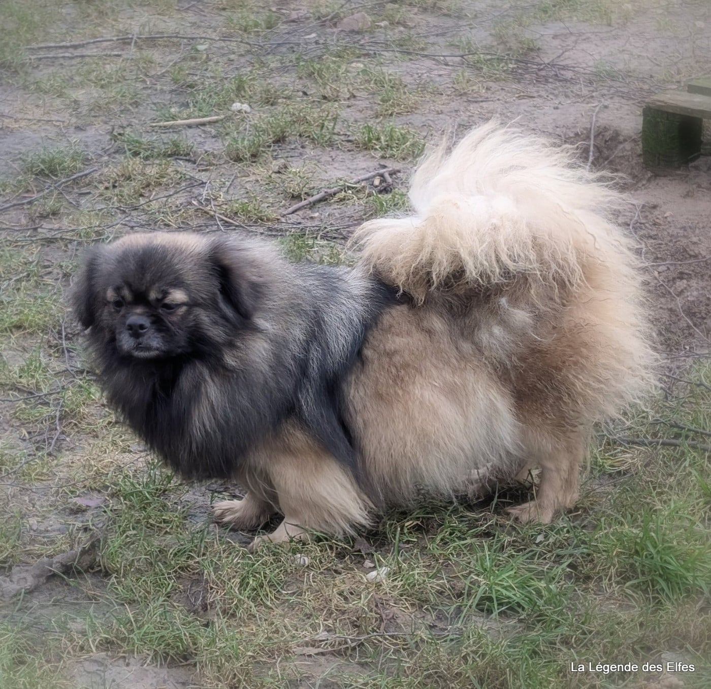 Ujiyari de la légende des elfes