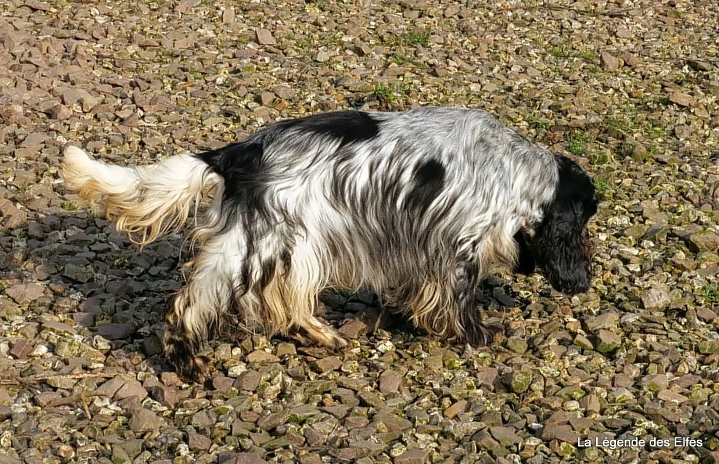 Utah beach de la légende des elfes