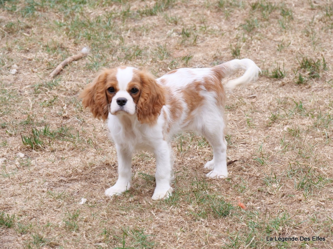 Tinker bell Des Griffes de Feu