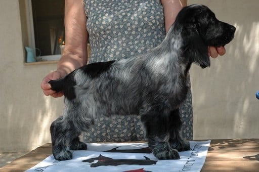 Publication : de la légende des elfes Auteur : Rachel Laderriere