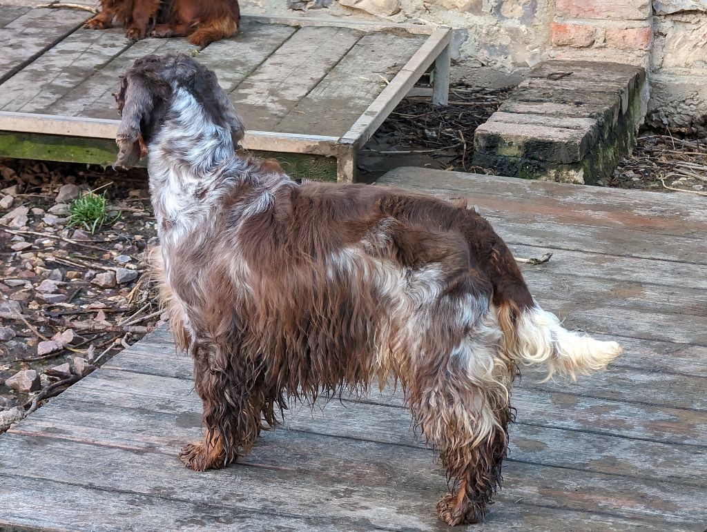 Publication : de la légende des elfes Auteur : Rachel L