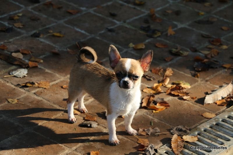 Publication : de la légende des elfes Auteur : Rachel
