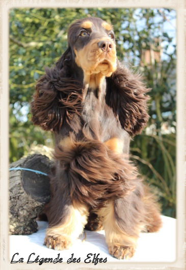 Publication : de la légende des elfes Auteur : Laderriere Rachel