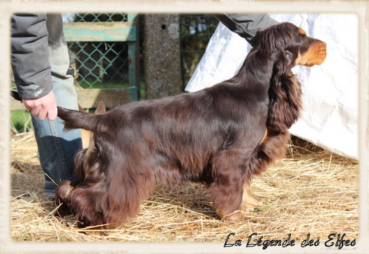 Publication : de la légende des elfes Auteur : Laderriere Rachel