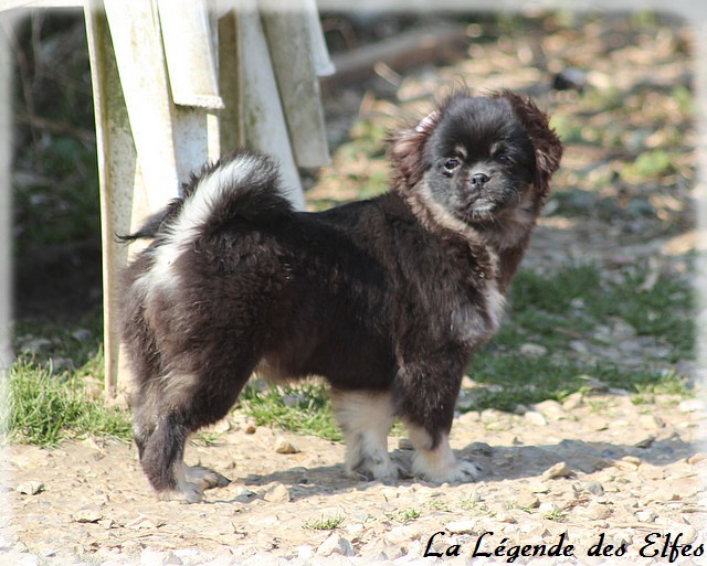 Publication : de la légende des elfes Auteur : Rachel Laderriere