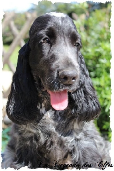 Publication : de la légende des elfes Auteur : Rachel Laderriere