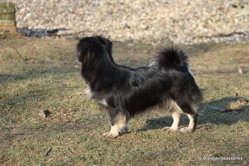 Publication : de la légende des elfes Auteur : Rachel Laderriere